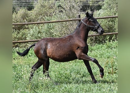 Menorquín, Yegua, 1 año, 156 cm, Negro