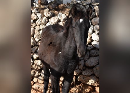 Menorquín, Yegua, 1 año, 157 cm, Negro