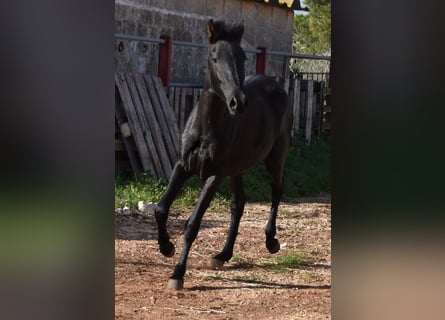 Menorquín, Yegua, 1 año, 160 cm, Negro