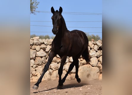 Menorquín, Yegua, 1 año, 160 cm, Negro