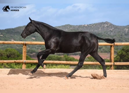 Menorquín, Yegua, 1 año, 162 cm, Negro