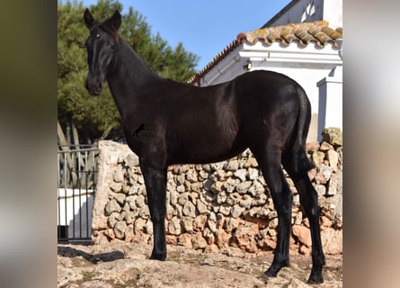 Menorquín, Yegua, 1 año, 162 cm, Negro