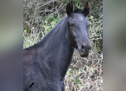 Menorquín, Yegua, 1 año, 163 cm, Negro