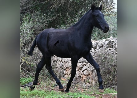 Menorquín, Yegua, 1 año, 163 cm, Negro