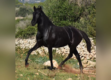 Menorquín, Yegua, 1 año, 163 cm, Negro