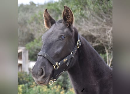 Menorquín, Yegua, 2 años, 152 cm, Negro