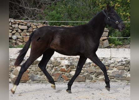 Menorquín, Yegua, 2 años, 152 cm, Negro