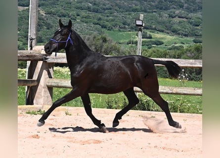 Menorquín, Yegua, 2 años, 152 cm, Negro