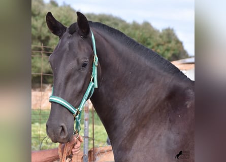 Menorquín, Yegua, 2 años, 157 cm, Negro