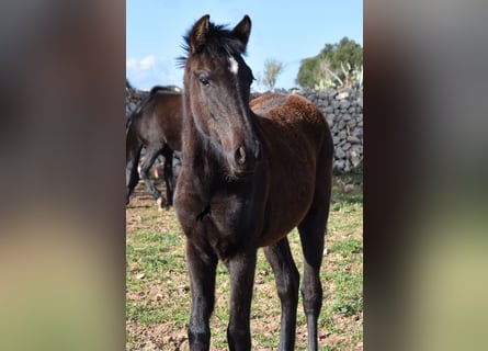 Menorquín, Yegua, 2 años, 158 cm, Negro