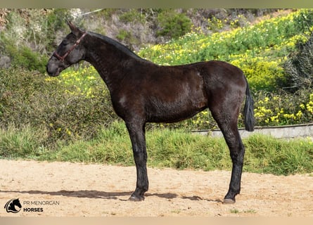 Menorquín, Yegua, 2 años, 161 cm, Negro