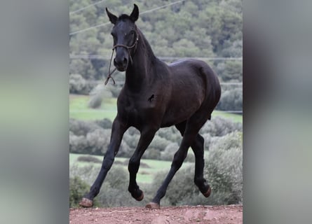 Menorquín, Yegua, 2 años, 162 cm, Negro