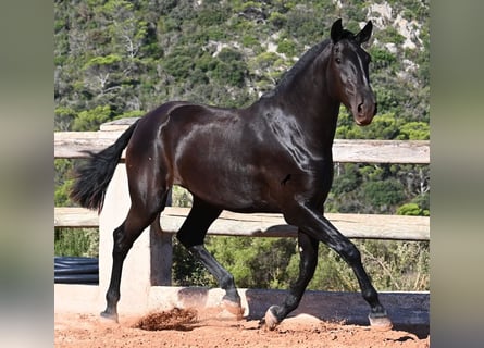 Menorquín, Yegua, 2 años, 162 cm, Negro