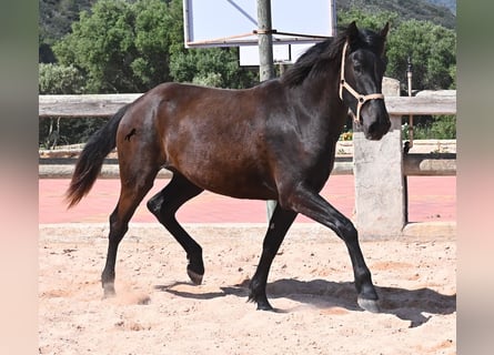 Menorquín, Yegua, 2 años, 169 cm, Negro