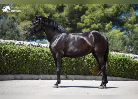 Menorquín, Yegua, 3 años, 153 cm, Negro