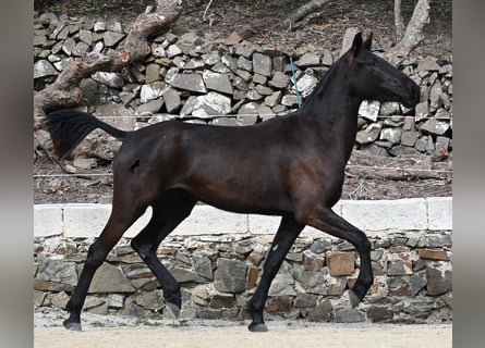 Menorquín, Yegua, 3 años, 155 cm, Negro