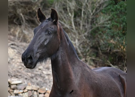 Menorquín, Yegua, 3 años, 155 cm, Negro