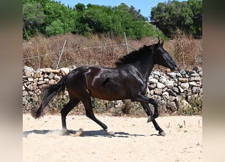 Menorquín, Yegua, 3 años, 162 cm, Negro