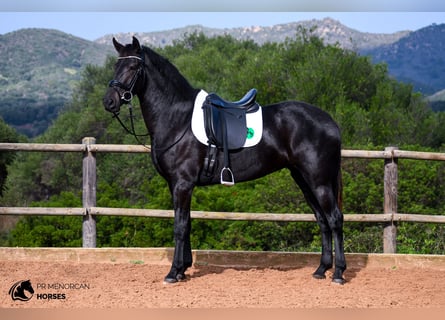 Menorquín, Yegua, 3 años, 165 cm, Negro