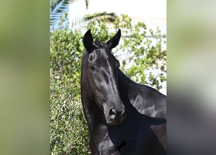 Menorquín, Yegua, 3 años, 166 cm, Negro