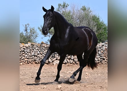 Menorquín, Yegua, 3 años, 166 cm, Negro