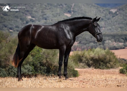 Menorquín, Yegua, 3 años, 174 cm, Negro