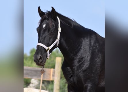 Menorquín, Yegua, 4 años, 155 cm, Negro