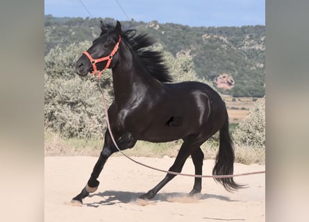 Menorquín, Yegua, 4 años, 159 cm, Negro
