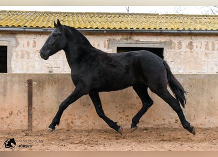 Menorquín, Yegua, 4 años, 160 cm, Negro