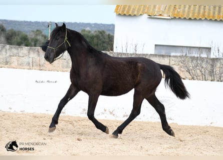 Menorquín, Yegua, 5 años, 155 cm, Negro