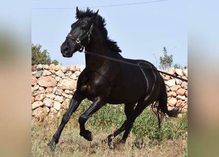 Menorquín, Yegua, 5 años, 158 cm, Negro