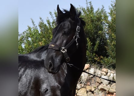 Menorquín, Yegua, 5 años, 158 cm, Negro