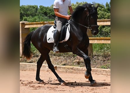 Menorquín, Yegua, 5 años, 165 cm, Negro