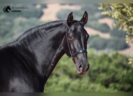 Menorquín, Yegua, 6 años, 152 cm, Negro