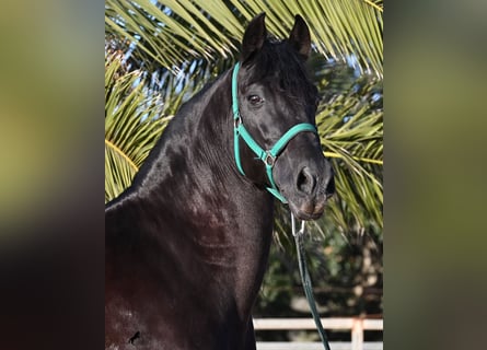 Menorquiner, Hengst, 12 Jahre, 166 cm, Rappe