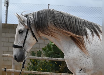 Menorquiner Mix, Hengst, 14 Jahre, 163 cm, Schimmel