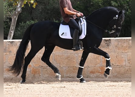 Menorquiner, Hengst, 17 Jahre, 167 cm, Rappe
