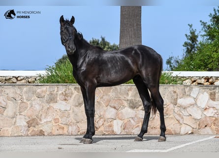 Menorquiner, Hengst, 1 Jahr, 165 cm, Rappe