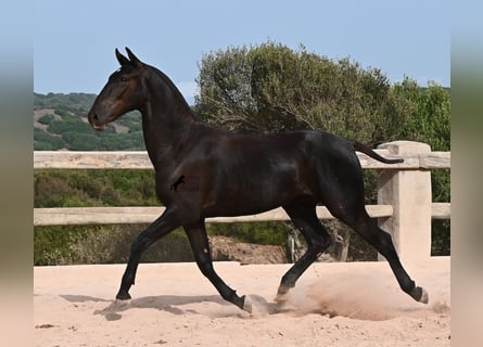 Menorquiner, Hengst, 1 Jahr, 165 cm, Rappe