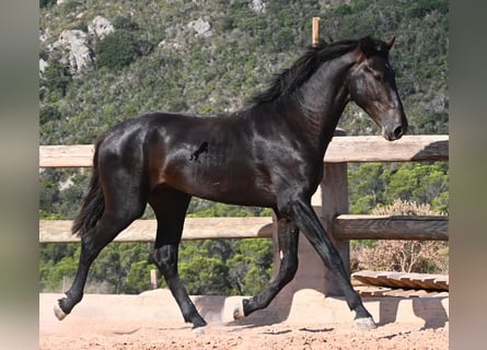 Menorquiner, Hengst, 2 Jahre, 160 cm, Rappe