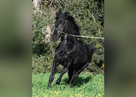 Menorquiner, Hengst, 2 Jahre, 160 cm, Rappe