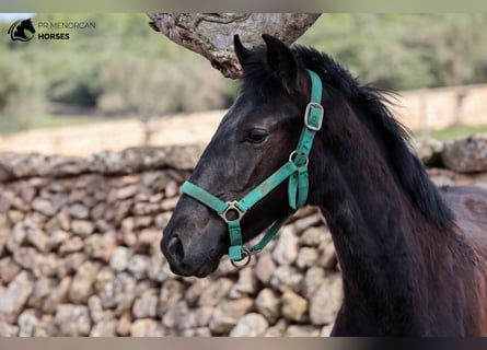 Menorquiner, Hengst, 2 Jahre, 160 cm, Rappe