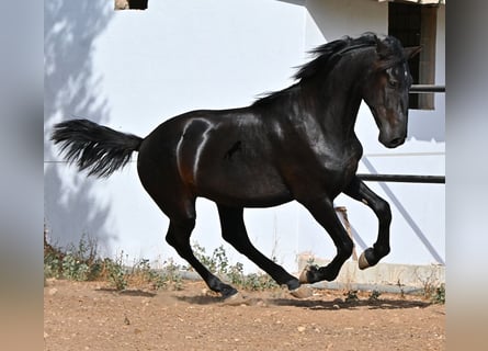 Menorquiner, Hengst, 2 Jahre, 163 cm, Rappe