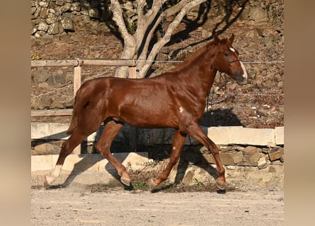Menorquiner, Hengst, 2 Jahre, 164 cm, Fuchs