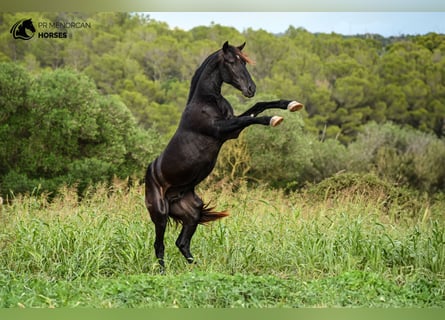 Menorquiner, Hengst, 3 Jahre, 152 cm, Rappe