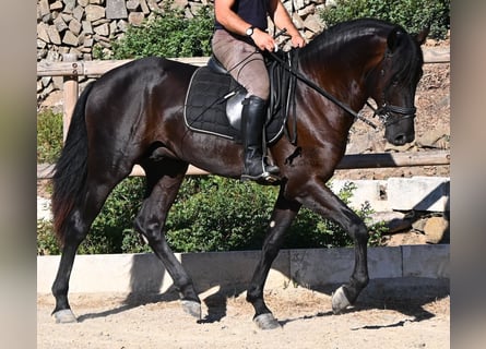 Menorquiner, Hengst, 3 Jahre, 164 cm, Rappe
