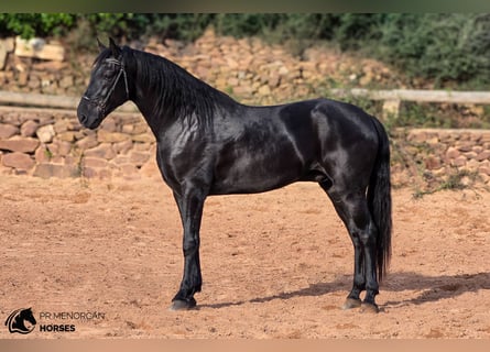 Menorquiner, Hengst, 4 Jahre, 161 cm, Rappe