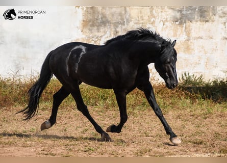 Menorquiner, Hengst, 4 Jahre, 162 cm, Rappe