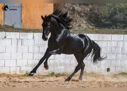 Menorquiner, Hengst, 6 Jahre, 165 cm, Rappe