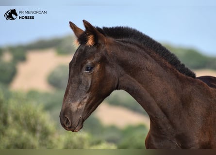 Menorquiner, Hengst, Fohlen (05/2024), 155 cm, Rappe